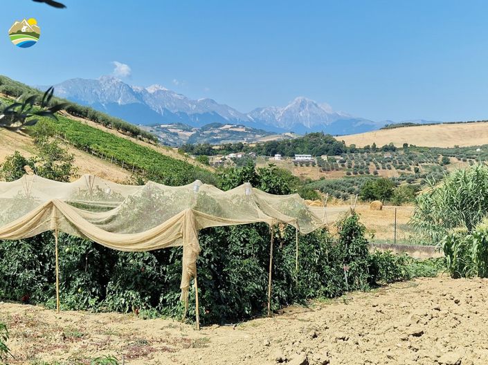 Image No.18-Maison de campagne de 3 chambres à vendre à Castilenti