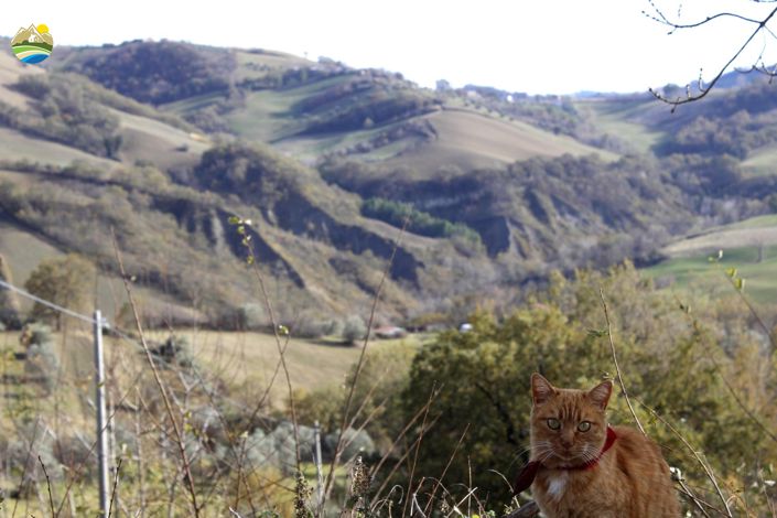 Image No.30-4 Bed Country House for sale