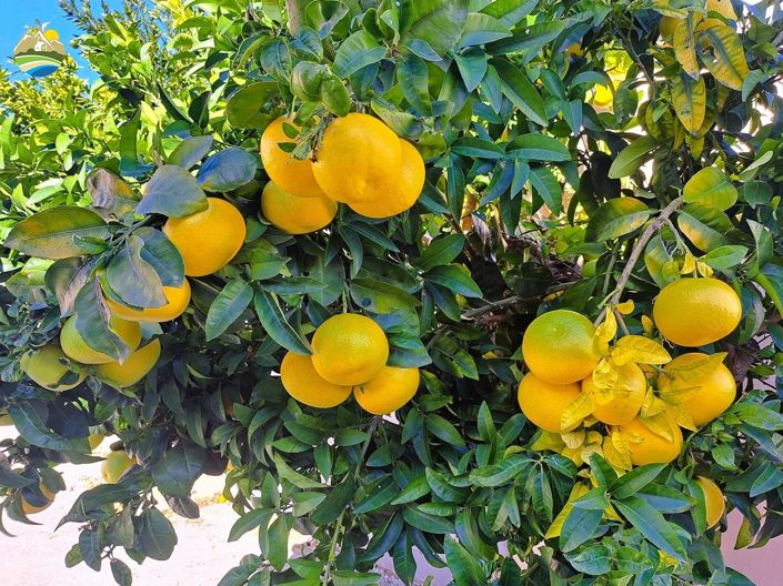 Image No.38-Maison de campagne de 4 chambres à vendre à Atri