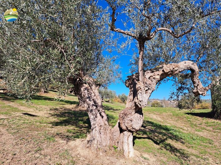 Image No.21-2 Bed Country House for sale