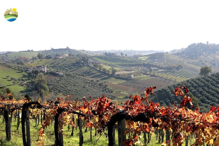 Image No.10-Terre à vendre à Notaresco