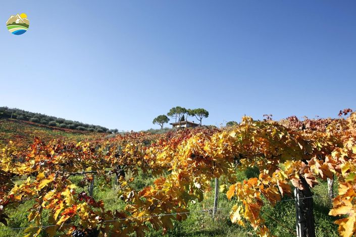 Image No.13-Terre à vendre à Notaresco