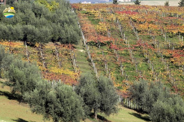 Image No.16-Terre à vendre à Notaresco