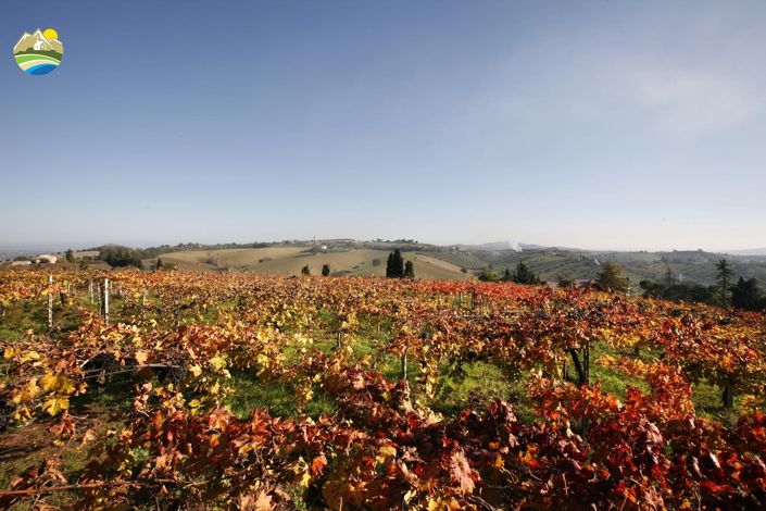 Image No.17-Terre à vendre à Notaresco