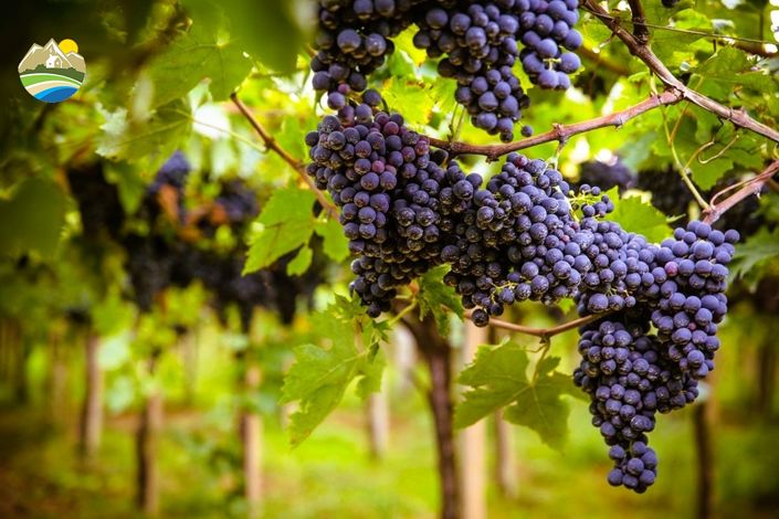 Image No.3-Terre à vendre à Notaresco