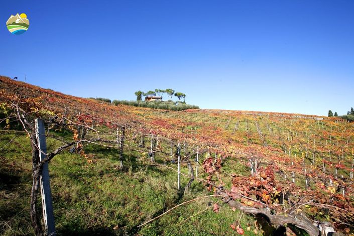 Image No.7-Terre à vendre à Notaresco