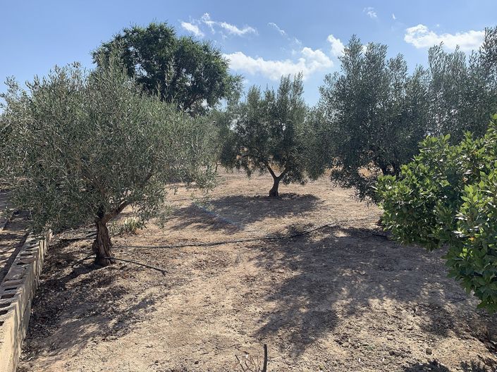 Image No.13-Finca à vendre à Caudete