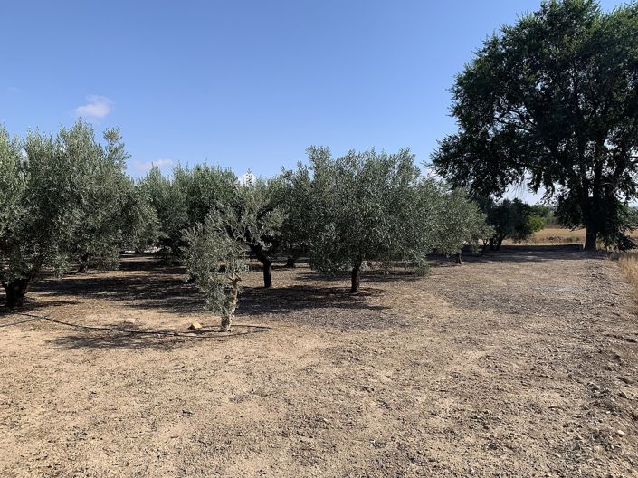 Image No.18-Finca à vendre à Caudete