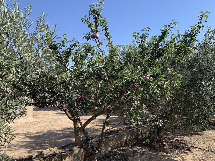 Image No.20-Finca for sale