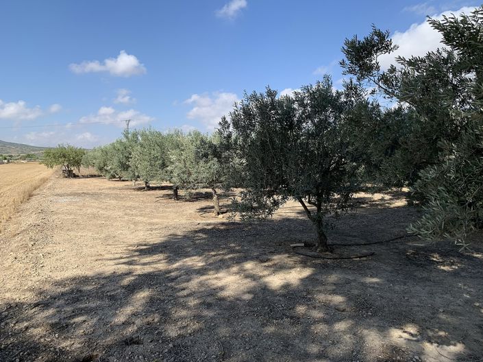 Image No.28-Finca à vendre à Caudete