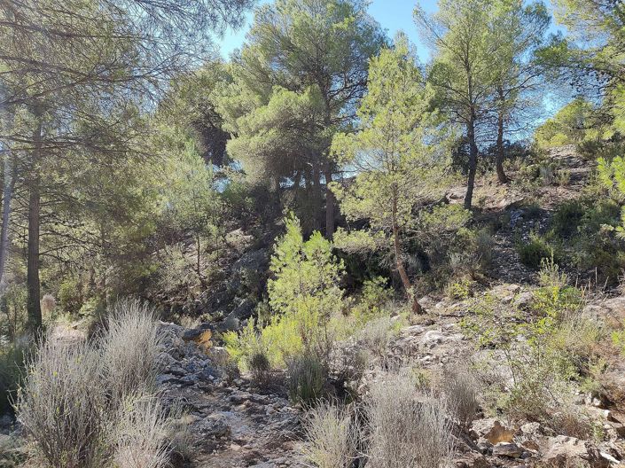 Image No.22-Maison de campagne de 2 chambres à vendre à Monóvar