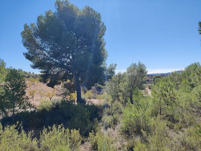 Image No.23-Maison de campagne de 2 chambres à vendre à Monóvar