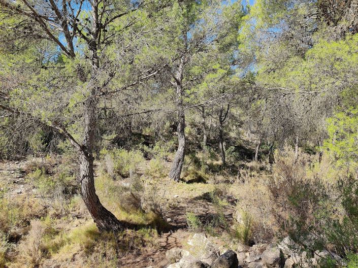 Image No.24-Maison de campagne de 2 chambres à vendre à Monóvar