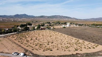 1 - Pinoso, Land