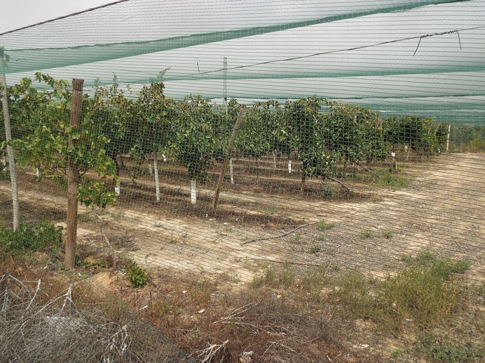 Image No.2-Terre à vendre à Monforte del Cid