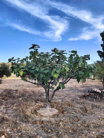 Image No.12-Maison de campagne de 3 chambres à vendre à Yecla