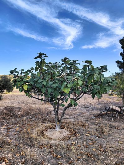 Image No.12-Maison de campagne de 3 chambres à vendre à Yecla