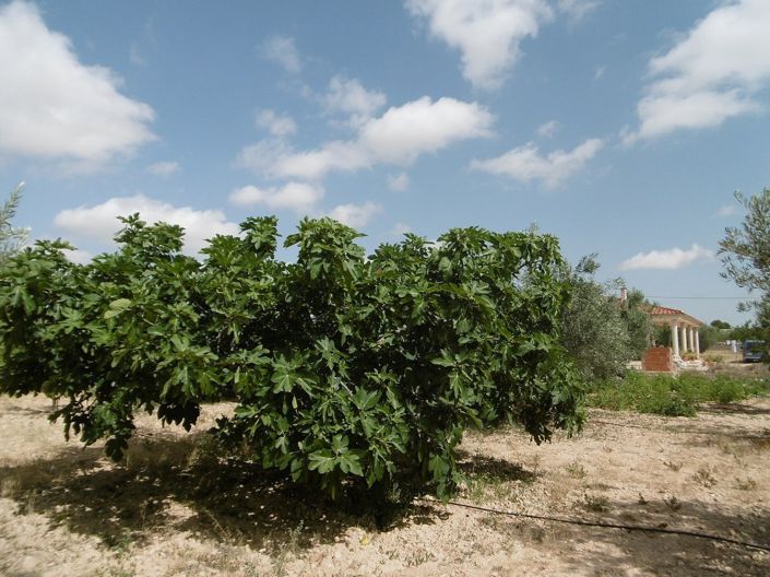 Image No.18-Villa de 4 chambres à vendre à Yecla