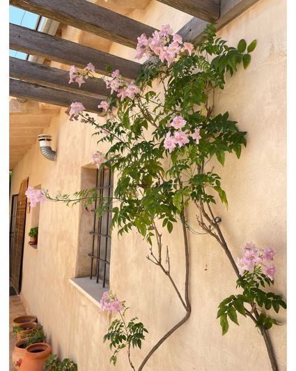 Image No.35-5 Bed Country House for sale