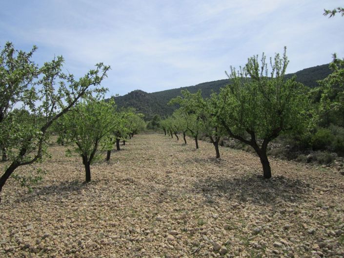 Image No.1-Terre à vendre à Alicante