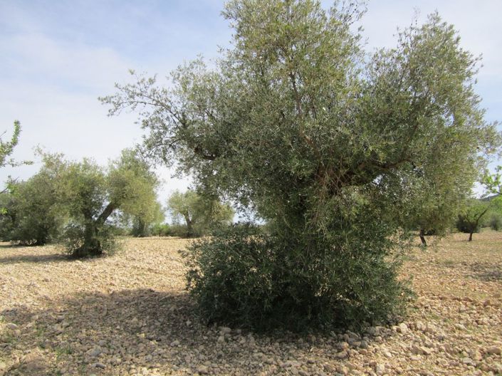 Image No.9-Land for sale