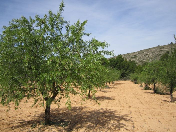 Image No.1-Terre à vendre à Alicante