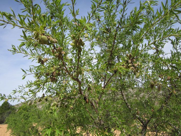 Image No.2-Land for sale