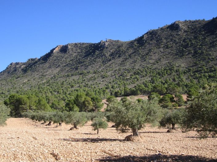 Image No.1-Terre à vendre à Alicante