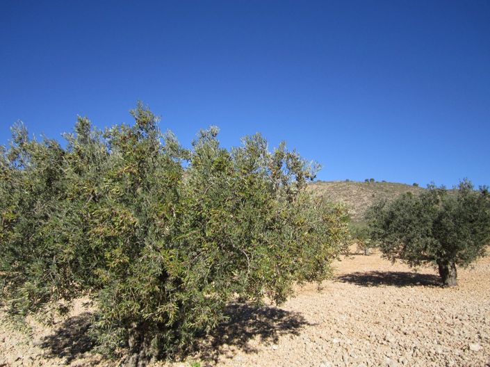 Image No.5-Land for sale