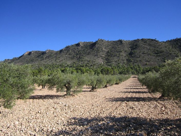 Image No.1-Land for sale