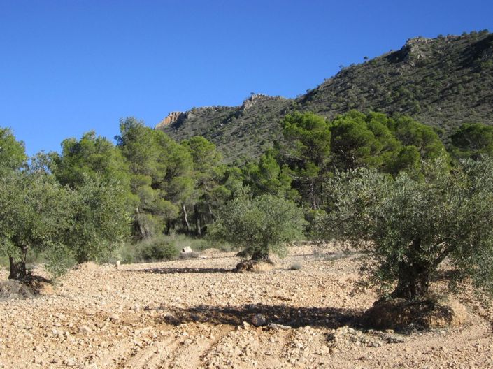 Image No.3-Terre à vendre à Alicante