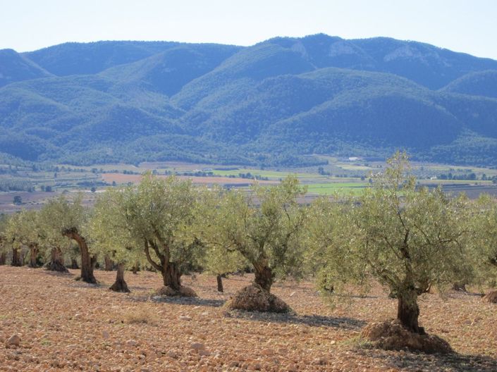Image No.5-Terre à vendre à Alicante