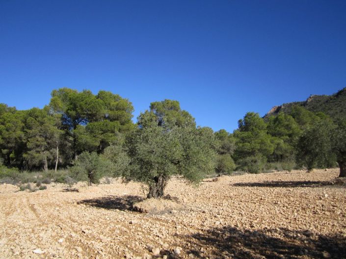 Image No.6-Terre à vendre à Alicante