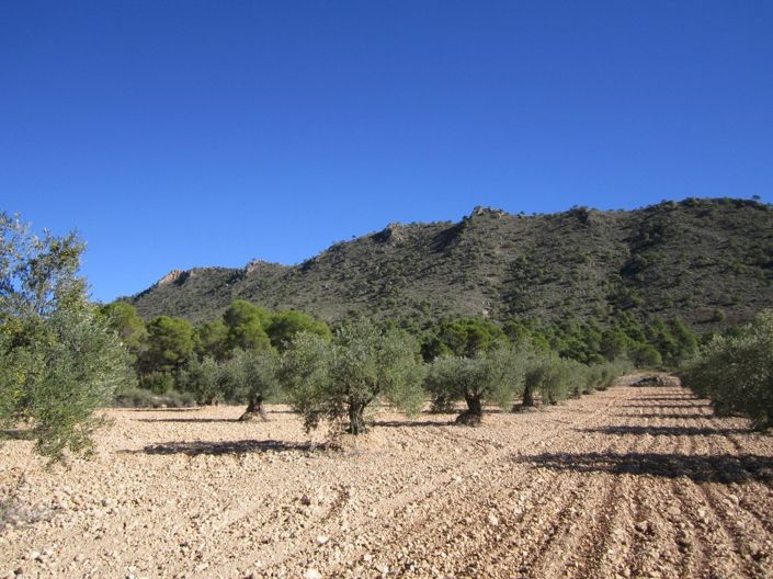 Image No.7-Terre à vendre à Alicante