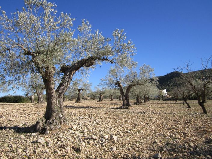 Image No.1-Land for sale