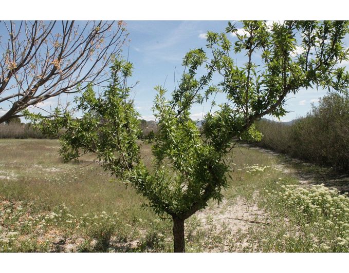 Image No.31-Maison de campagne de 3 chambres à vendre à Villena