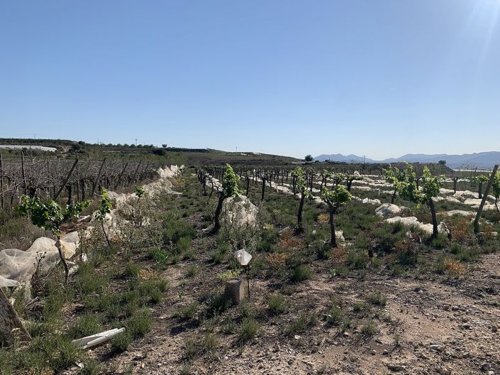 Image No.10-Terre à vendre à Monforte del Cid