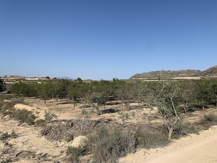 Image No.13-Terre à vendre à Monforte del Cid