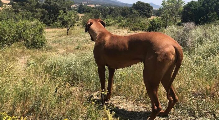 Image No.26-4 Bed Finca for sale