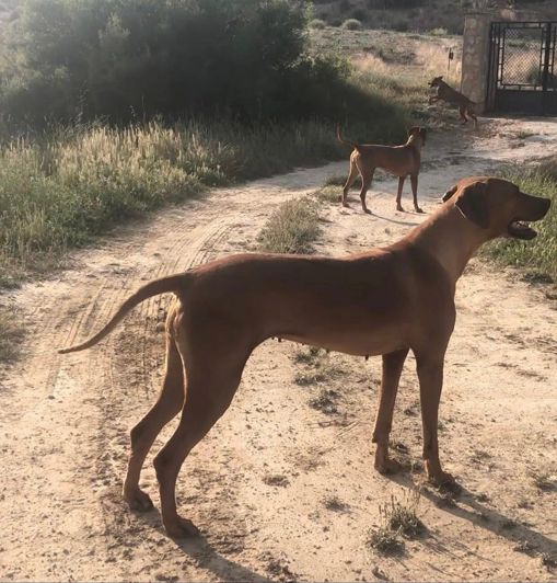 Image No.28-4 Bed Finca for sale