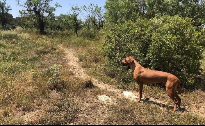 Image No.29-4 Bed Finca for sale