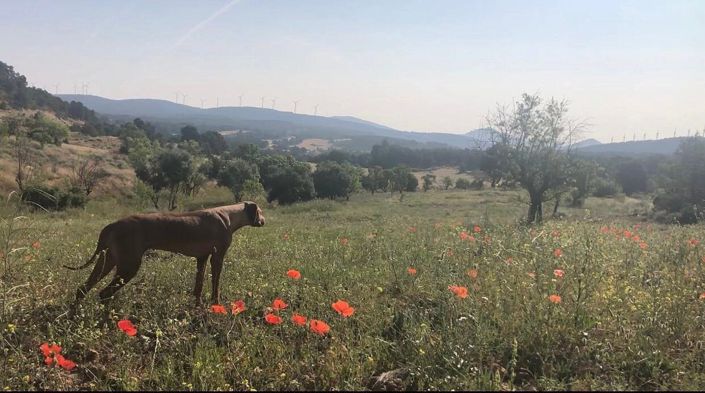 Image No.3-4 Bed Finca for sale