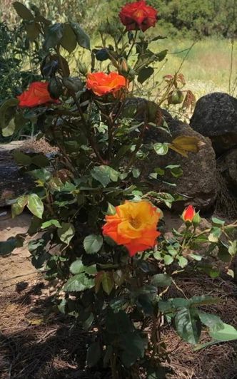 Image No.34-4 Bed Finca for sale