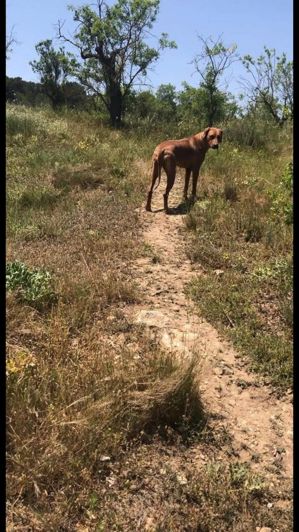 Image No.42-4 Bed Finca for sale