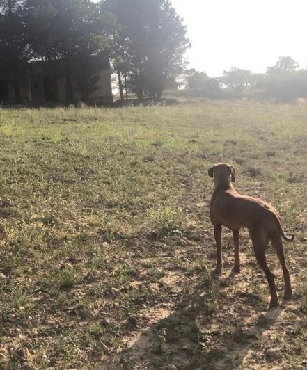 Image No.51-4 Bed Finca for sale