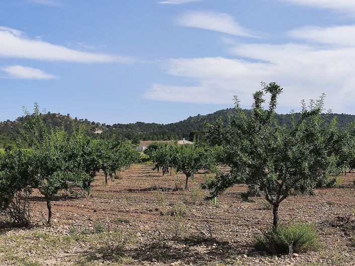 Image No.12-Maison de campagne de 5 chambres à vendre à Yecla