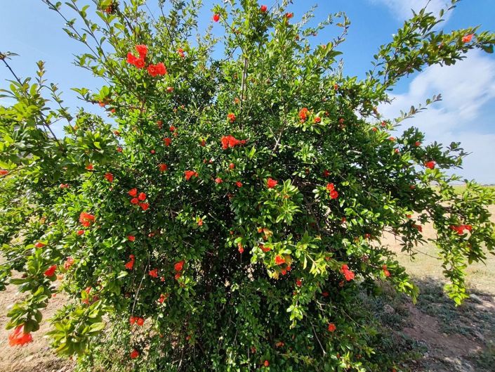 Image No.13-Maison de campagne de 5 chambres à vendre à Yecla