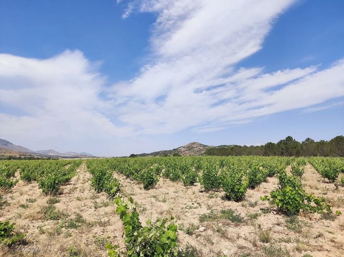 Image No.19-Maison de campagne de 5 chambres à vendre à Yecla