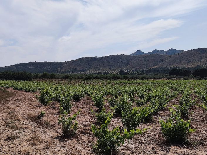 Image No.20-5 Bed Country House for sale