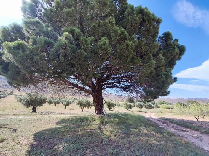 Image No.6-Maison de campagne de 5 chambres à vendre à Yecla